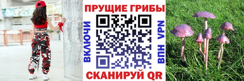 Галлюциногенные грибы Psilocybe купить наркотики сайты darknet как зайти Руза omg рабочий сайт
